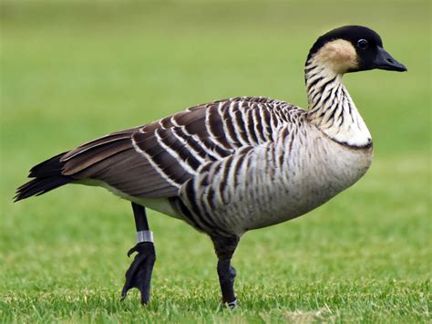 picture of a nene goose